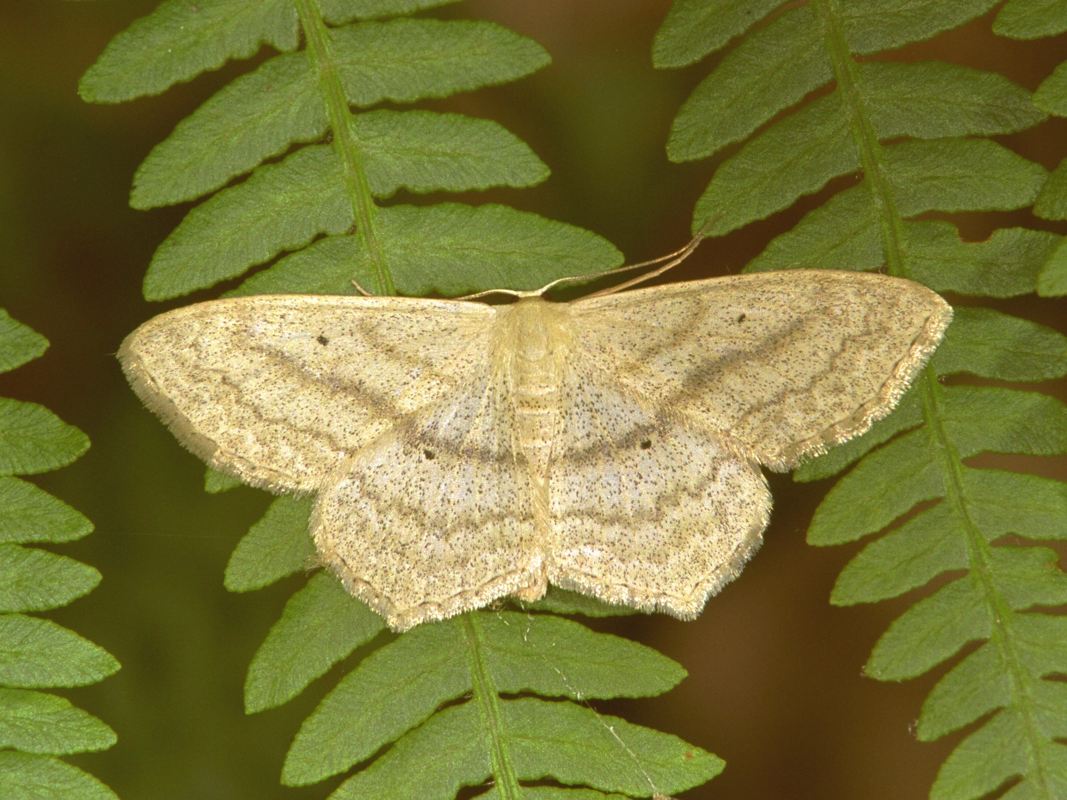 233_33A, Scopula nigropunct.jpg